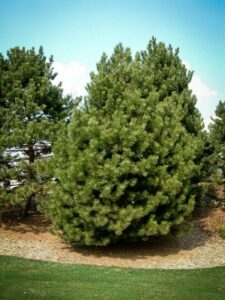 Сосна Чёрная (Pinus Nigra) купить по цене от 270.00р. в интернет-магазине «Посадика» с доставкой почтой в в Касимове и по всей России – [изображение №1].