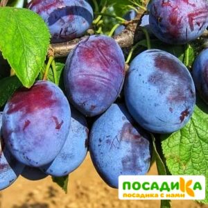 Слива Чачакская ранняя купить по цене от 229.00р. в интернет-магазине «Посадика» с доставкой почтой в в Касимове и по всей России – [изображение №1].