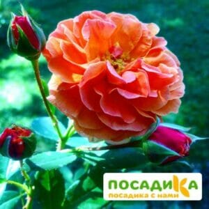 Роза Арабия купить по цене от 350.00р. в интернет-магазине «Посадика» с доставкой почтой в в Касимове и по всей России – [изображение №1].