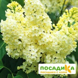 Сирень Примроуз (Primrose) купить по цене от 529.00р. в интернет-магазине «Посадика» с доставкой почтой в в Касимове и по всей России – [изображение №1].