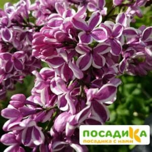 Сирень Сенсация купить по цене от 529.00р. в интернет-магазине «Посадика» с доставкой почтой в в Касимове и по всей России – [изображение №1].