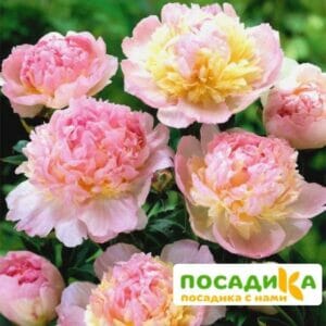 Пион Распберри Сандей (Paeonia Raspberry Sundae) купить по цене от 959р. в интернет-магазине «Посадика» с доставкой почтой в в Касимове и по всей России – [изображение №1].