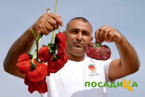 Клубника Гигант Джорнея купить по цене от 266р. в интернет-магазине «Посадика» с доставкой почтой в в Касимове и по всей России – [изображение №1].