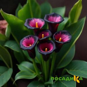 Калла Аура Лейс купить по цене от 400р. в интернет-магазине «Посадика» с доставкой почтой в в Касимове и по всей России – [изображение №1].