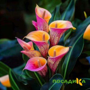 Калла Оникс купить по цене от 450р. в интернет-магазине «Посадика» с доставкой почтой в в Касимове и по всей России – [изображение №1].