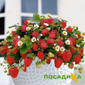 Клубника Рубиновый Шепот (горшечная) купить по цене от 240р. в интернет-магазине «Посадика» с доставкой почтой в в Касимове и по всей России – [изображение №1].