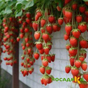 Клубника вьющаяся Комплимент купить по цене от 470р. в интернет-магазине «Посадика» с доставкой почтой в в Касимове и по всей России – [изображение №1].