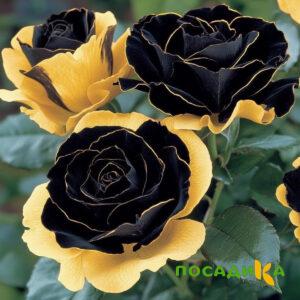 Роза Ханни Сикл купить по цене от 700р. в интернет-магазине «Посадика» с доставкой почтой в в Касимове и по всей России – [изображение №1].