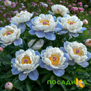 Пион акварельный Этюд купить по цене от 806р. в интернет-магазине «Посадика» с доставкой почтой в в Касимове и по всей России – [изображение №1].