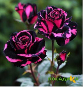 Роза Багровый Шепот купить по цене от 366р. в интернет-магазине «Посадика» с доставкой почтой в в Касимове и по всей России – [изображение №1].