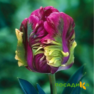 Тюльпан Экзотик Хэвен купить по цене от 186р. в интернет-магазине «Посадика» с доставкой почтой в в Касимове и по всей России – [изображение №1].